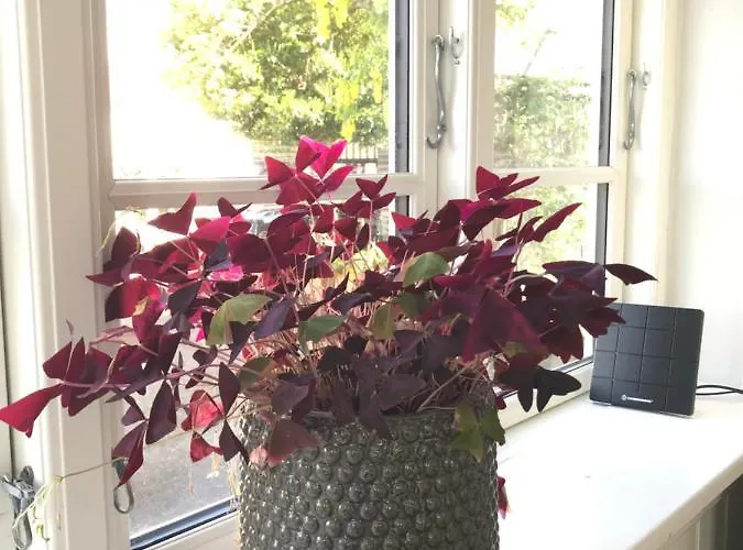 Thuroe לינה וארוחת בוקר סבנדבורג